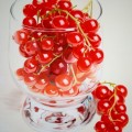 ribes 1,00x1,20 big